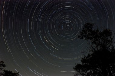 ağaç siluet gece ile startrail