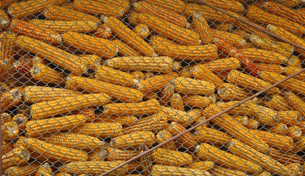 Armazenamento de milho, ideal para fundo — Fotografia de Stock