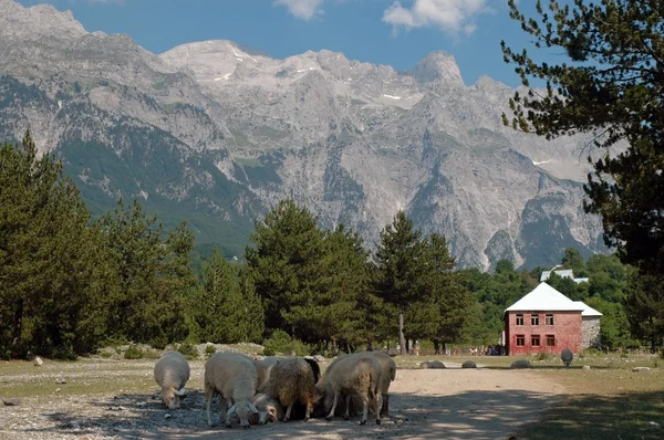 Великолепные горы Проститье, Албания — стоковое фото