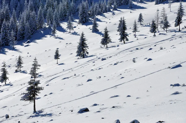 Abeto cubierto de nieve en las montañas —  Fotos de Stock