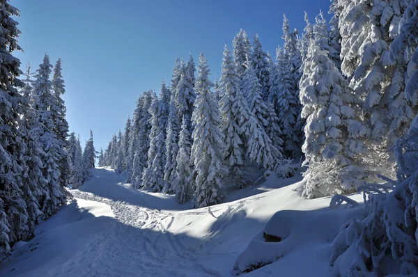Abeto cubierto de nieve en las montañas —  Fotos de Stock