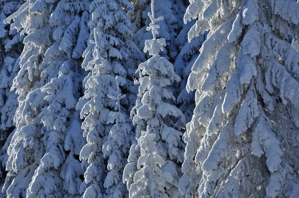 Заснеженные ели в горах — стоковое фото