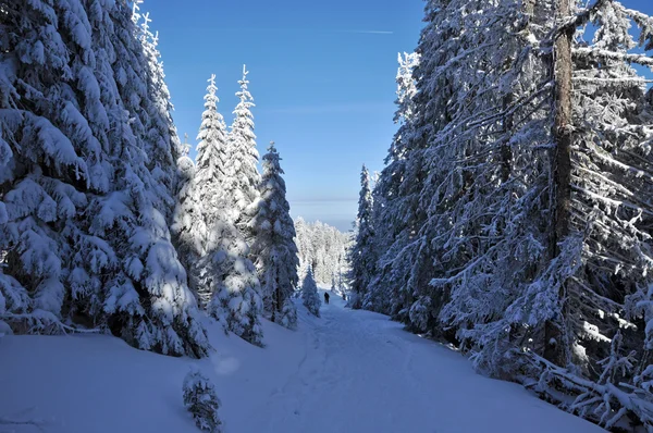 Esquiadores de campo caminando hasta una montaña nevada — Foto de Stock