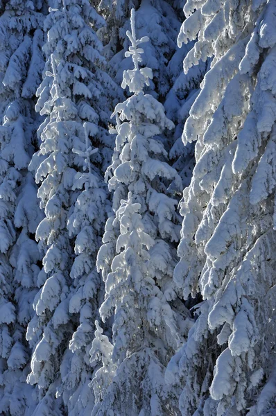 Ladin karla kaplı dağlara — Stok fotoğraf