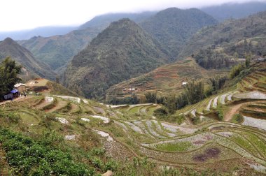 Sapa, Vietnam 'daki teras pirinç tarlaları
