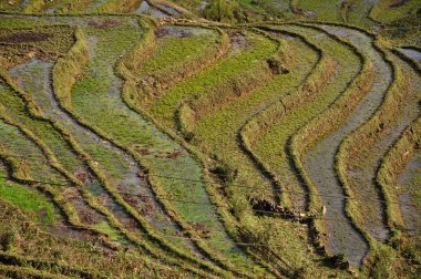 Sapa, Vietnam 'daki teras pirinç tarlaları