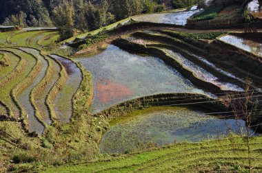 Paddy teraslar halinde sapa, vietnam