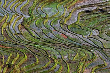 sapa, Kuzey vietnam, pirinç terasları