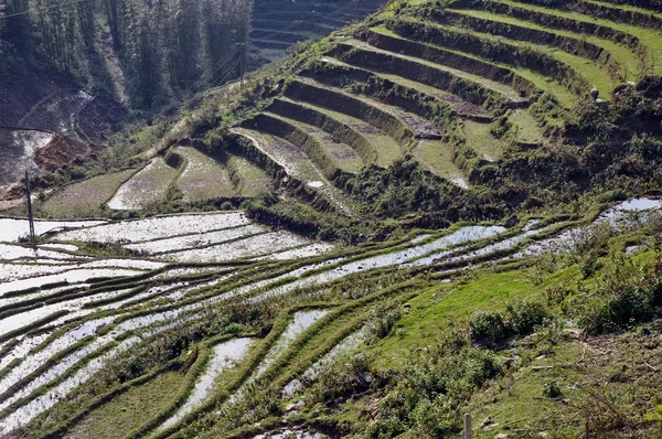 Terrasserade risfält i sapa, vietnam — Stockfoto