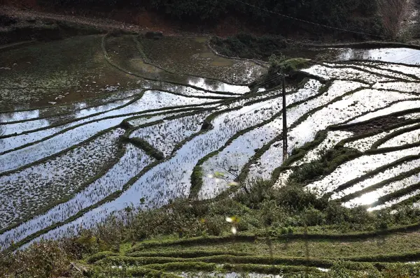 Terrasses de riz à Sapa, Vietnam — Photo
