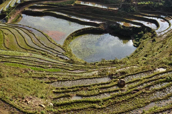 Paddy terraces in Sapa, Vietnam — Stock Photo, Image