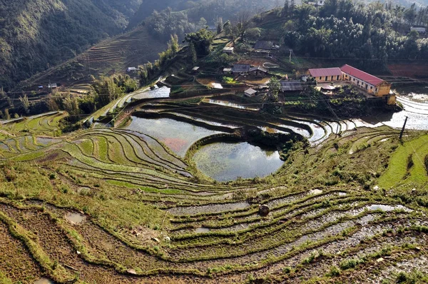 在沙巴，越南水稻梯田 — 图库照片