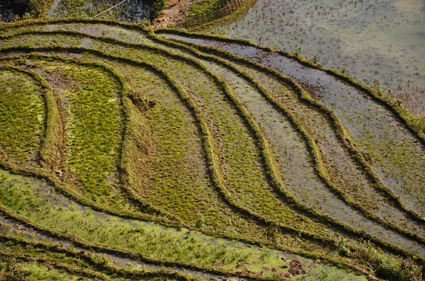Risterrasser i sapa, norra vietnam — Stockfoto