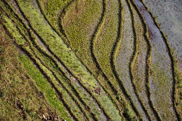 Rice terraces in Sapa, Northern Vietnam — Φωτογραφία Αρχείου