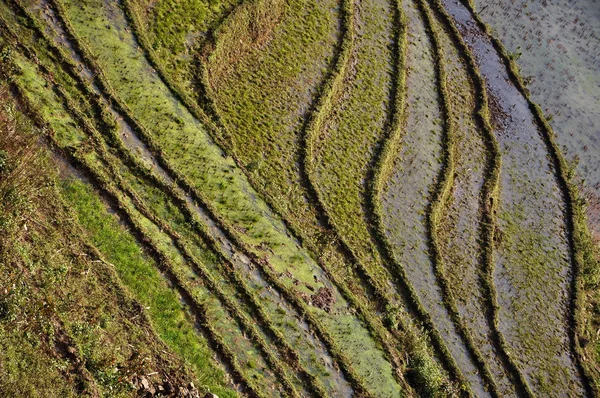 sapa, Kuzey vietnam, pirinç terasları