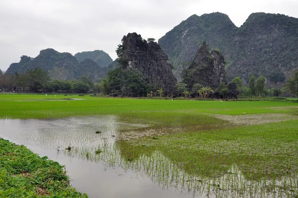 景观与石灰石塔和稻田。宁平、 越南 — 图库照片