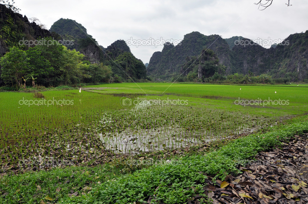 Landscape with limestone towers and rice fields. Ninh Binh, Vietnam
