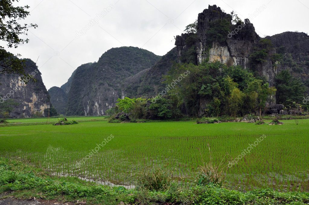 Rice plantations and limestone cliffs in Ninh Binh, Vietnam