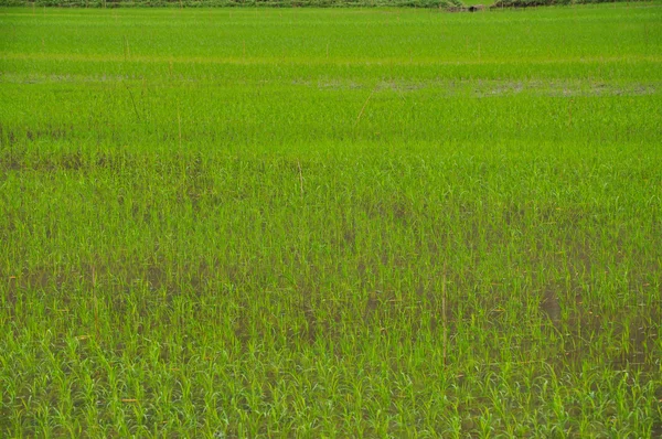 Yeşil pirinç alan, vietnam — Stok fotoğraf