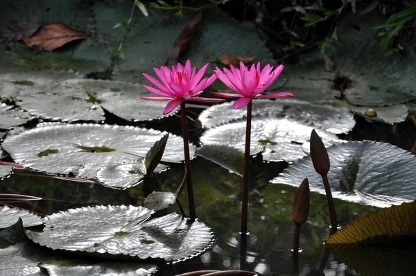 Flor de lótus rosa — Fotografia de Stock