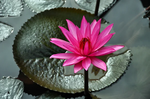 Lírio de água rosa — Fotografia de Stock