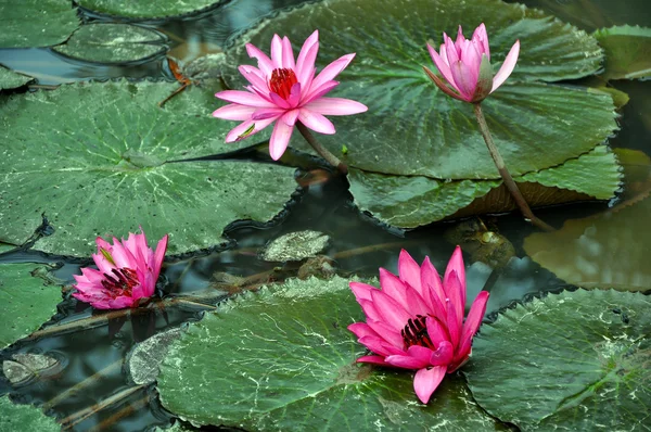 Lírios de água rosa — Fotografia de Stock