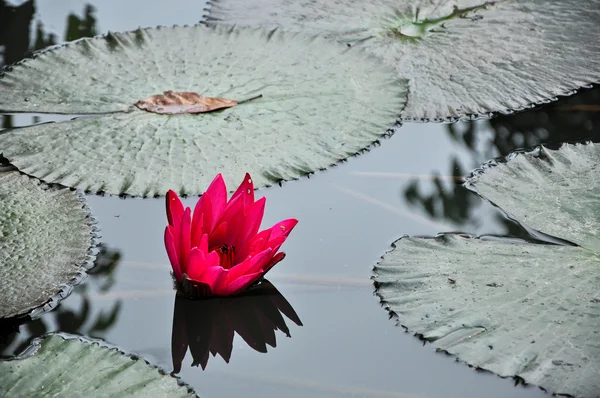 Pink nymphaea — Stock Photo, Image