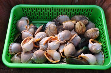 taze deniz salyangozları balık Market