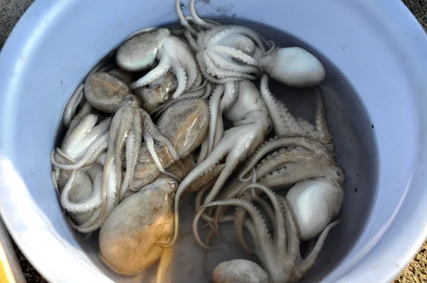 Fresh squids in a fish market — Stock Photo, Image