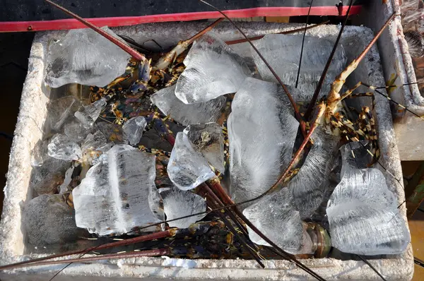 Frischer Hummer auf dem Fischmarkt — Stockfoto