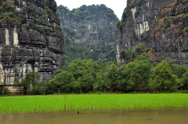 Rice fields and limestone cliffs along Tam Coc river, Ninh Binh, Vietnam — Stock Photo, Image