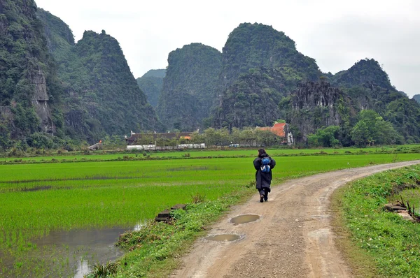水稻种植和宁平，越南的石灰石悬崖 — 图库照片