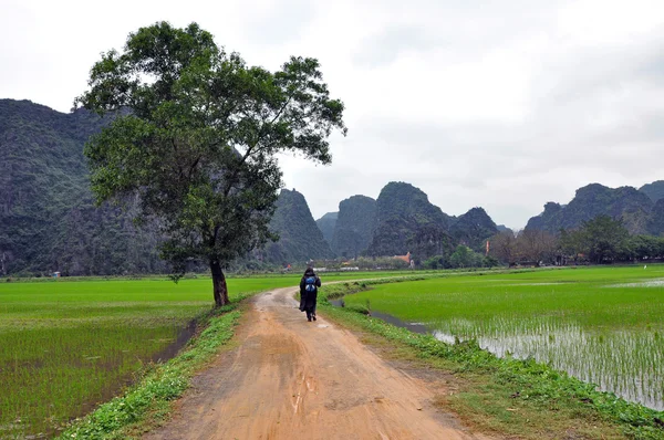 Krajina s vápencovými věžemi a rýžová pole. Ninh binh, vietnam — Stock fotografie