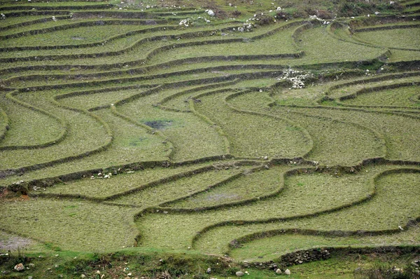 Paddy terraces in Sapa, Vietnam — Stock Photo, Image