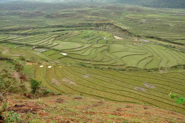 Terraced rice fields in Sapa, Vietnam — Stock Photo, Image
