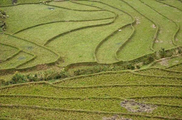 Rice teraslar olarak ta phin, sapa, Kuzey vietnam
