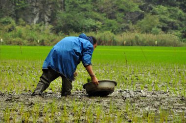 Vietnamca çiftçi pirinç pilav sahada vietnam dikim