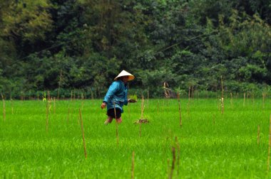Vietnamca çiftçi pirinç pilav sahada vietnam dikim