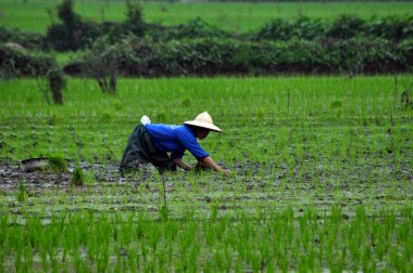 Vietnamca çiftçi pirinç pilav sahada vietnam dikim