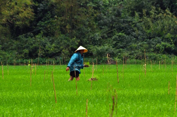 Agricoltore vietnamita piantare riso su una risaia, Vietnam — Foto Stock