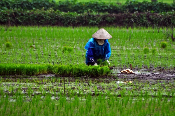 Agricultor vietnamita plantando arroz em uma plantação de arroz em Ninh Binh, Vietnã — Fotografia de Stock