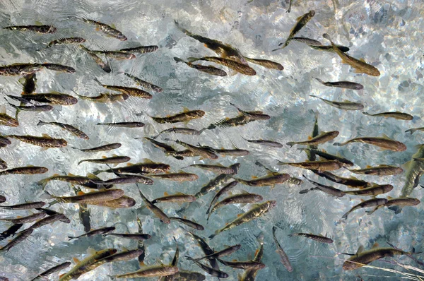 Ryby v čisté vodě. Plitvice, Chorvatsko — Stock fotografie