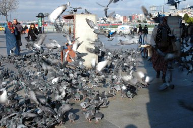 Güvercinler taksim Meydanı İstanbul, Türkiye