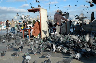 Güvercinler taksim Meydanı İstanbul, Türkiye