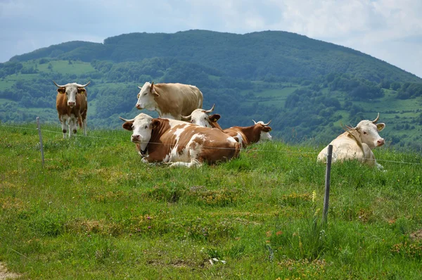 Корови пасуться за електричним парканом — стокове фото