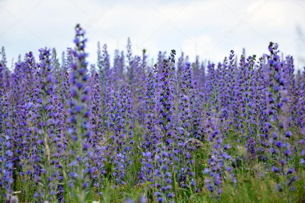 Violet flowers in a meadow