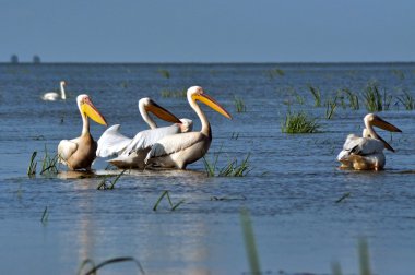 Tuna Deltası'nda büyük beyaz Pelikan