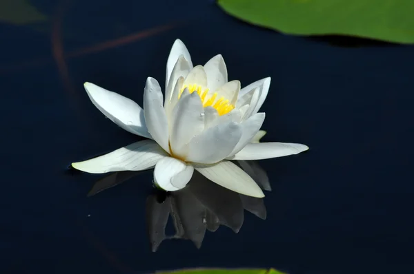 White water lily in the Danube delta — Stock Photo, Image