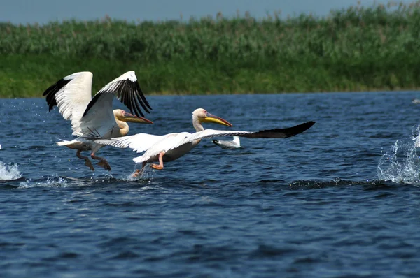 Большие белые пеликаны в дельте Дуная — стоковое фото