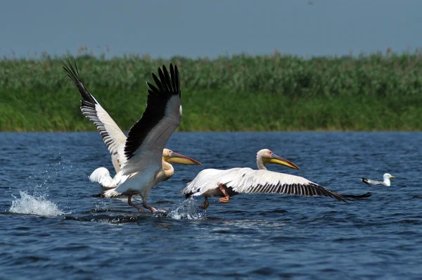 Grote witte pelikanen in de Donaudelta — Stockfoto